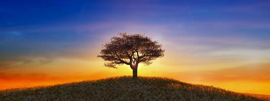 solitario albero staglia contro un' ardente tramonto cielo foto