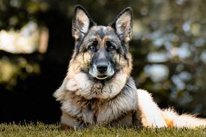 Tedesco pastore cane puro razza polizia guardia canino a riposo posa nel il erba foto