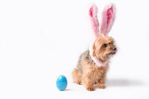 cucciolo cane indossare coniglio orecchie seduta Il prossimo per blu Pasqua uovo foto