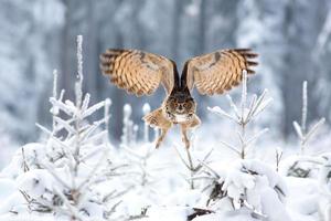 gufo reale eurasiatico, bubo bubo foto