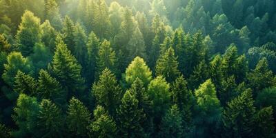 ai generato denso foresta paesaggio con numerose alberi foto