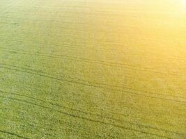 aereo Visualizza su verde Grano campo nel campagna. campo di Grano soffiaggio nel il vento su tramonto. giovane e verde spighette. orecchie di orzo Ritaglia nel natura. agronomia, industria e cibo produzione. foto