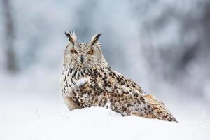 gufo reale siberiano foto