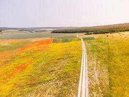 campo di rosso papaveri. aereo Visualizza. bellissimo campo scarlatto papaveri fiori con selettivo messa a fuoco. rosso papaveri nel morbido luce. radura di rosso papaveri. papaver sp. nessuno foto