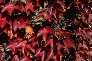 foglie rosse di un'uva selvatica. foglie autunnali di uva selvatica con sfondo sfocato. sfondo autunnale. messa a fuoco selettiva foto