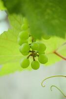 verde uva quello siamo ancora giovane e non ancora maturo siamo ancora su il albero isolato su sfocatura sfondo foto