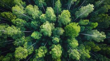 ai generato aereo Visualizza di un' denso foresta con alto alberi foto