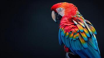 ai generato vivido pappagallo con un' arcobaleno di piume arroccato elegantemente, nero sfondo foto