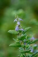 vicino su di vitex trifoglia foto