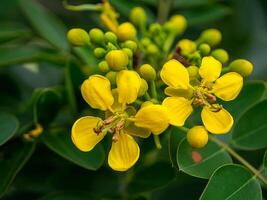 senna siamea fiore foto