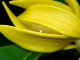 farfalla uova su giallo fiore petali foto