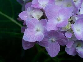 vicino fiore di ortensia foto