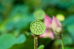 vicino su rosa loto fiore. foto