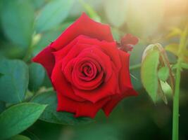 buio rosa di damasco rosa fiore. foto