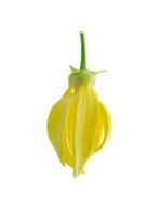 fragrante fiori di arrampicata ylang-ylang foto