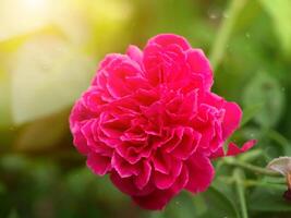 buio rosa di damasco rosa fiore. foto