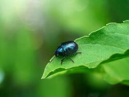 macro Immagine di blu insetto su foglia. foto