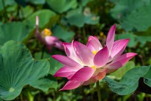 vicino su rosa loto fiore. foto