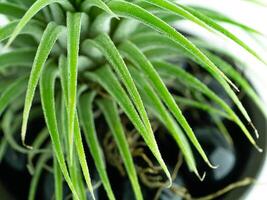 tillandsia aria pianta. foto