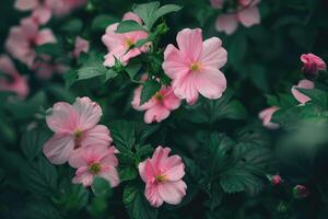 ai generato rosa fiori tra il verdura nel il parco. foto