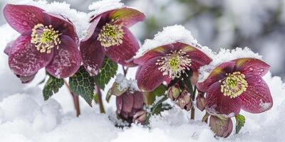 ai generato elleboro fiori con neve nel giardino, elleboro inverno rosa fioriture foto