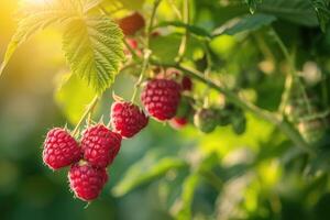 ai generato ramo di maturo lamponi nel un' giardino foto