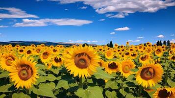 ai generato pittoresco girasole campo scoppiando in pieno fioritura foto