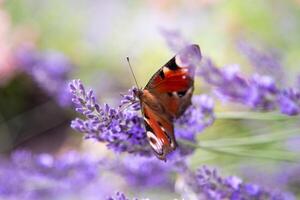 viola lavanda fiori. fiore nel il campo. natura sfondo. crescere un' fragrante pianta nel il giardino. estate fiore miele pianta. foto