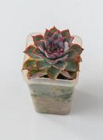 Orion echeveria pianta succulento. poco verde fiore su bianca sfondo. foto