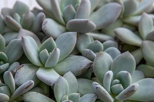 fiori nome echeveria gelatina neve angelo. il succulento pianta è un' genere di cactus. verde natura fogliame sfondo. foto