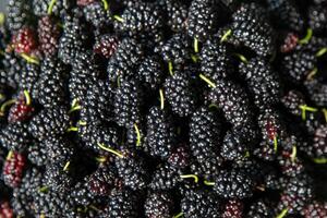 gelso frutti di bosco. mora raccogliere nel estate. frutta cibo sfondo. foto