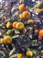 verde mandarini su il albero foto