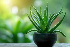 ai generato aloe Vera pianta nel un' pentola. foto