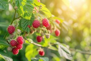 ai generato ramo di maturo lamponi nel un' giardino foto