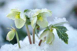 ai generato elleboro fiori con neve nel giardino, elleboro inverno rosa fioriture foto