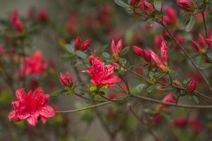 rosso azalea cespuglio fioritura foto