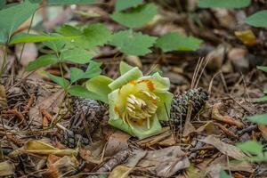 fiore a partire dal un' tulipano albero foto