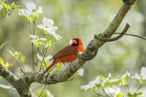 maschio cardinale nel un' corniolo albero foto