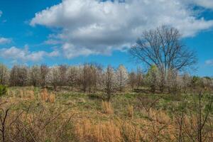 bianca fioritura alberi nel un' campo foto