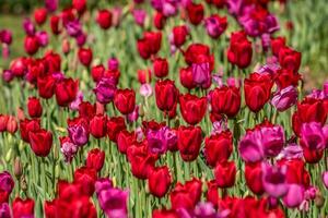 rosso e magenta tulipani fioritura foto