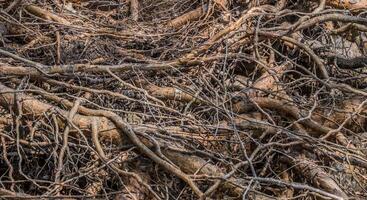 albero radici esposto avvicinamento foto