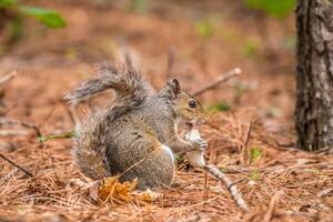 scoiattolo mangiare un' fungo foto