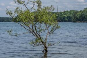 piccolo albero in crescita nel il lago foto