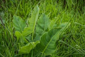 emergente verde freccia arum pianta avvicinamento foto
