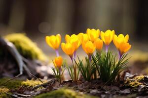 ai generato giallo crochi nel il presto primavera. foto