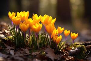 ai generato giallo crochi nel il presto primavera. foto