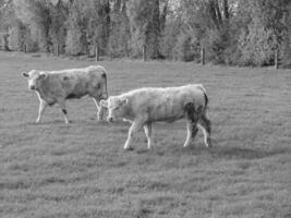 il Tedesco Münsterland foto