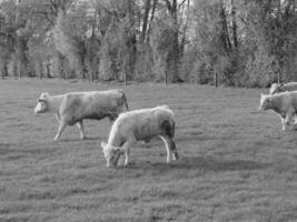 il Tedesco Münsterland foto