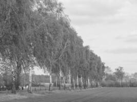 il Tedesco Münsterland foto