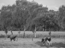 il Tedesco Münsterland foto